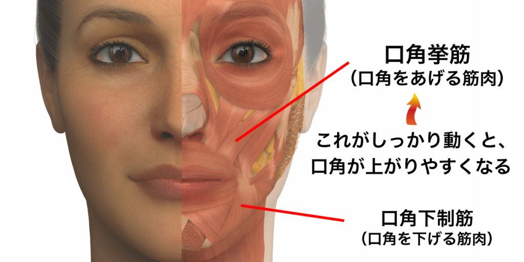 お顔の悩み その３ 京都の美容外科 美容皮膚科 烏丸御池ビューティークリニック
